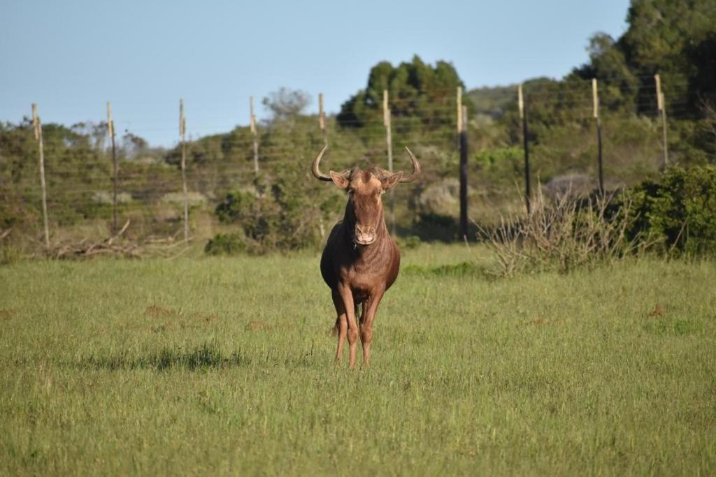 스틸 베이 Baardbos Private Game Reserve 아파트 외부 사진