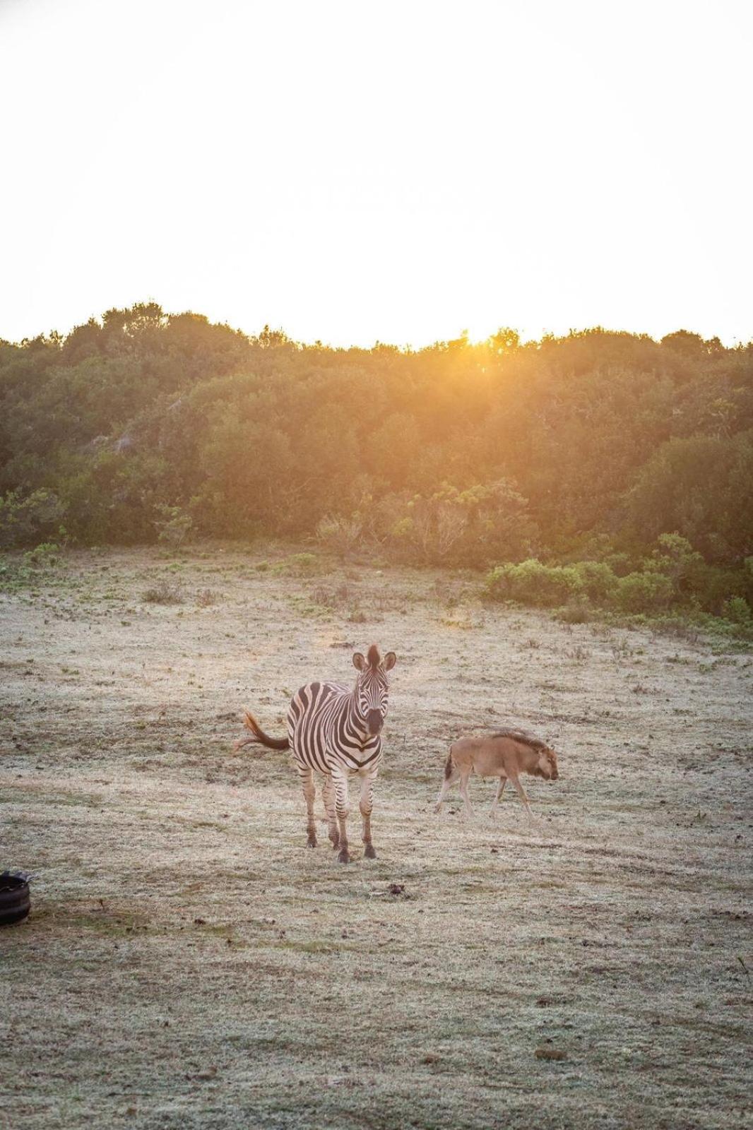 스틸 베이 Baardbos Private Game Reserve 아파트 외부 사진