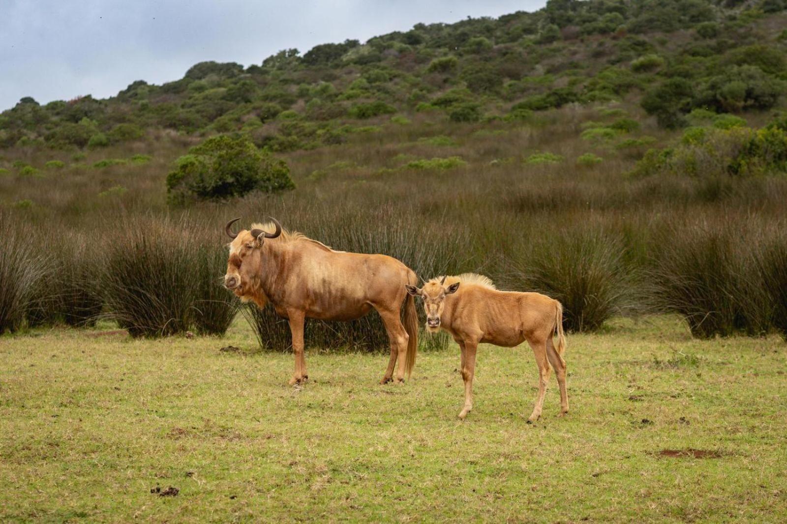 스틸 베이 Baardbos Private Game Reserve 아파트 외부 사진