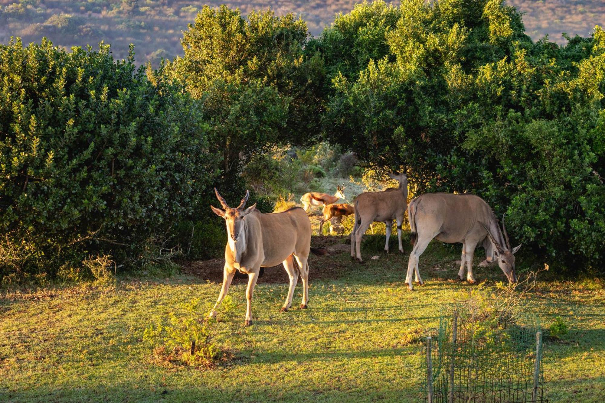 스틸 베이 Baardbos Private Game Reserve 아파트 외부 사진